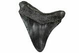 Fossil Megalodon Tooth - South Carolina #301810-1